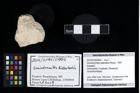 Foto (Objekt + Etikett) von Goniodromites bidentatus (Reuss, 1859)  (NHMW-GEO-2014-0194-0994)